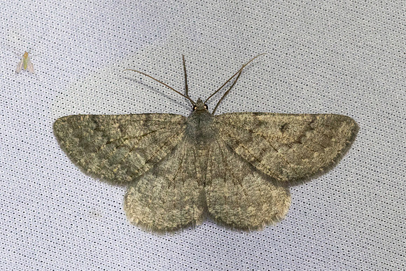 Gnophos obfuscata-3596 - Bolquere - 28/07/26