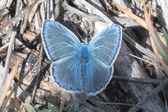 Polyommatus celina-7804 - Montejaque