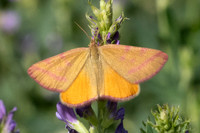 Lythria purpuraria