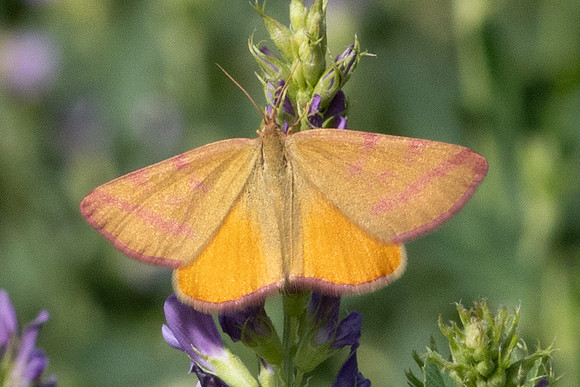 Lythria purpuraria-0139