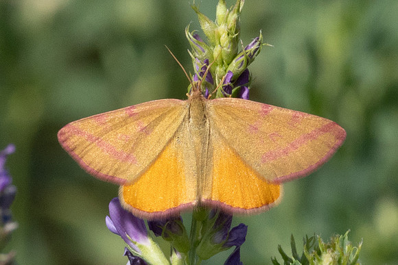 Lythria purpuraria-0141