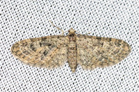 Eupithecia dodoneata-8424 - Castelnau de Guers - 18/04/26