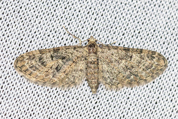Eupithecia dodoneata-8424 - Castelnau de Guers - 18/04/26