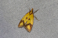 Agapeta zoegana-3616 - Bolquere - 28/07/26