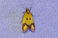 Agapeta zoegana-3613