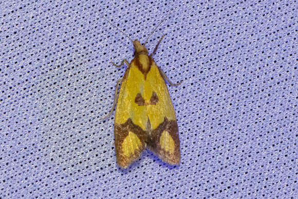Agapeta zoegana-3613