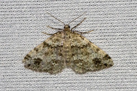 Mesotype didymata