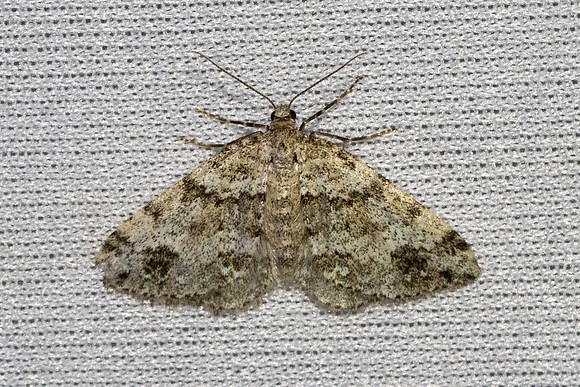 Mesotype didymata-3608