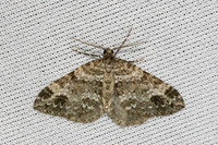 Mesotype didymata-3618 - Bolquere - 28/07/26