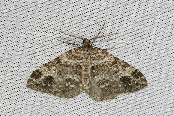 Mesotype didymata-3618 - Bolquere - 28/07/26