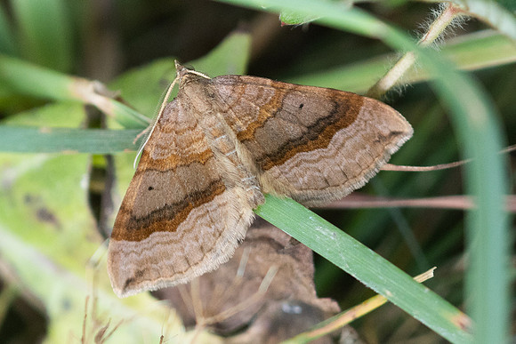 Scotopteryx chenopodiata-0664 - Estavar - 24/07/26