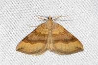 Scotopteryx chenopodiata-3605 - Bolquere - 28/07/26