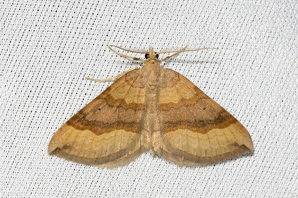 Scotopteryx chenopodiata-3605 - Bolquere - 28/07/26