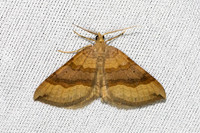 Scotopteryx chenopodiata-3607 - Bolquere - 28/07/26