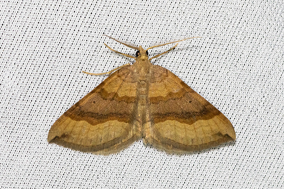 Scotopteryx chenopodiata-3607 - Bolquere - 28/07/26