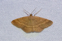 Scopula rubiginata-3601 - Bolquere-28/07/26