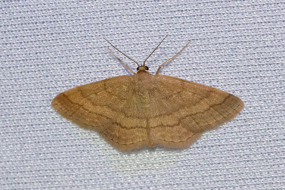Scopula rubiginata-3601 - Bolquere-28/07/26