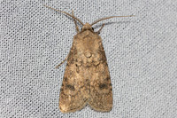 Agrotis segetum