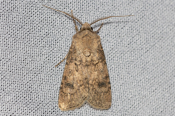 Agrotis segetum-8257 - Castelnau de guers - 17/04/26