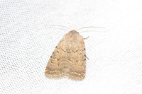Caradrina flavirena