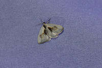 Cilix glaucata-8219 - Castelnau de Guers17/04/26