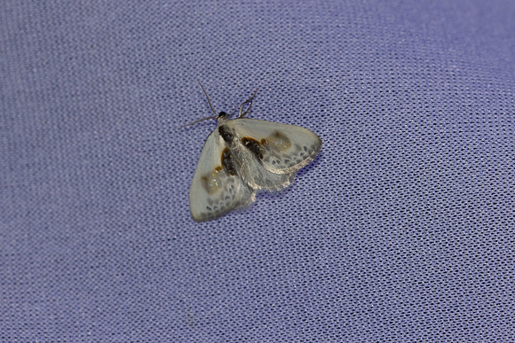 Cilix glaucata-8219 - Castelnau de Guers17/04/26