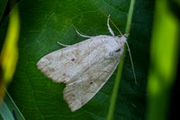 Cosmia trapezina-8987 - Champeau en Morvan - 11/07/26