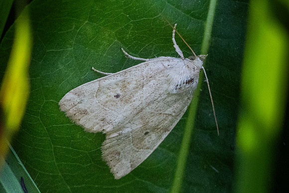Cosmia trapezina-8987 - Champeau en Morvan - 11/07/26