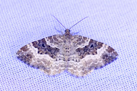 Epirrhoe alternata-8247