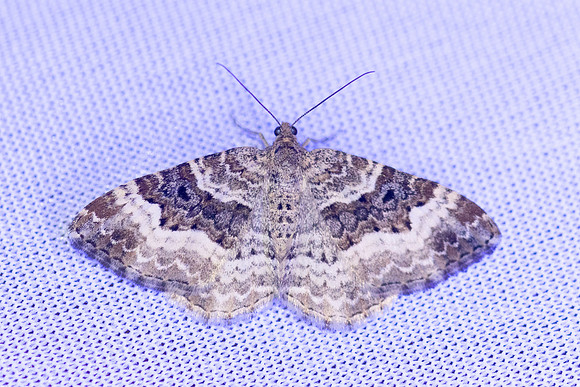 Epirrhoe alternata-8247