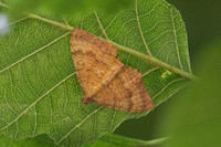 Camptogramma bilineata-0529 - Estavar - 24/07/26