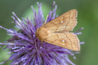 Mythimna conigera-0849 - llo - 25/07/26