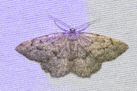 Charissa glaucinaria