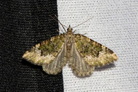 Colostygia olivata-3580 - Bolquere - 28/06/27
