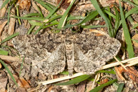 Peribatodes ilicaria
