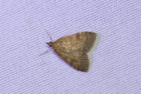 Udea prunalis