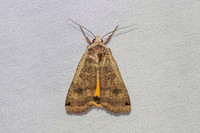Noctua pronuba