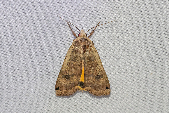 Noctua pronuba-3626 - Bolquere - 28/07/26