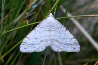Mesotype verberata-4322 - Eyne - 30/07/26