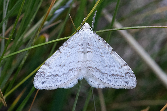 Mesotype verberata-4322 - Eyne - 30/07/26
