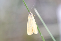 Eilema lutarella