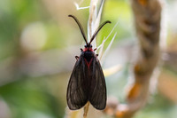 Aglaope infausta-1913 - Porté-Puymorens - 26/07/26