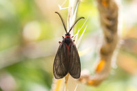 Aglaope infausta