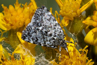 Orenaia alpestralis-2972