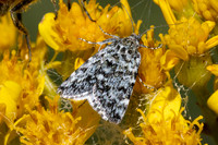 Orenaia alpestralis