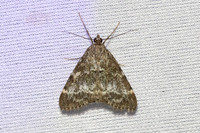 Evergestis sophialis