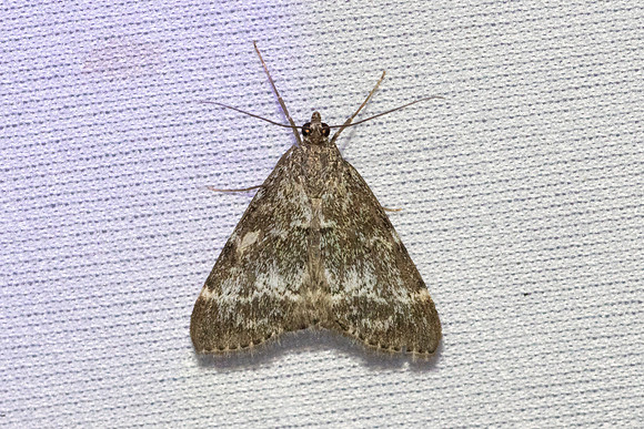 Evergestis sophialis-3632 - Bolquere - 28/07/26