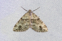 Mesotype didymata-3635