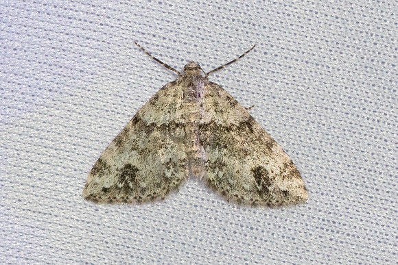Mesotype didymata-3635