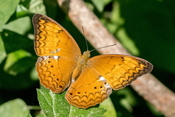 Cirrochroa tyche rotundata ♀-1958 - Koh Samui - 18/03/23